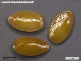   Seeds:   Linum marginale ; Photo by South Australian Seed Conservation Centre, used with permission
